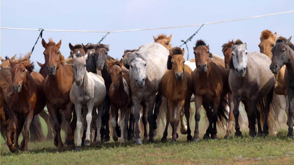 Horse Trekking in Mongolia